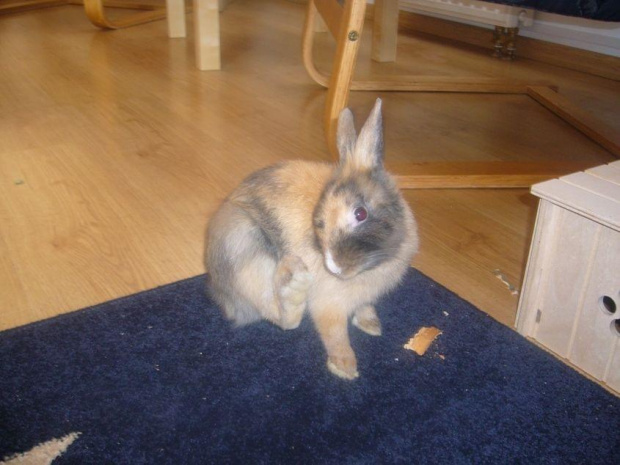 #królik #króliki