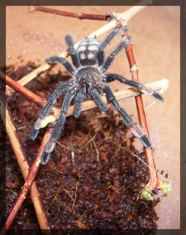 P. irminia L5