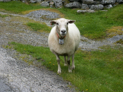 Owca w całej okazałości #Norwegia #owca