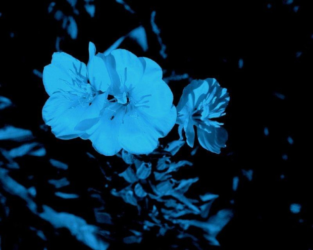 trzy kolory - niebieski #kwiatek