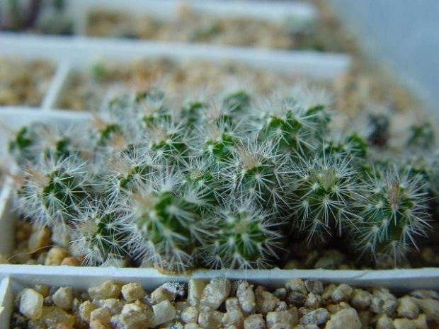 E.reichenbachii