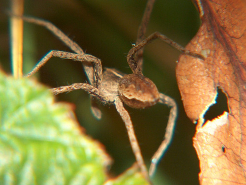 Pająk #makro #pająk #pająki #natura #owady #przyroda #zwierzęta #drapieżnik #myśliwy #makrofotografia