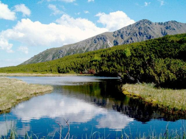 Stręgacznik #Tatry