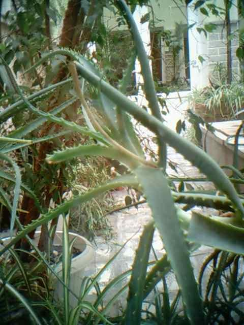 kaktus #kaktus #sukulent #rośliny