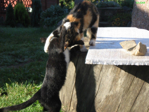 Kocie walki #kot #koty #zwierzęta