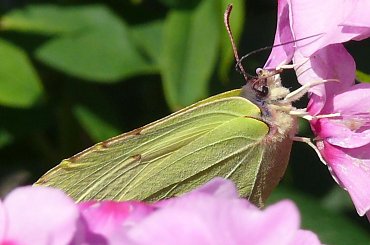 #OWADY #MOTYLE #CYTRYNEK