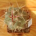 Thelocactus hexaedrophorus