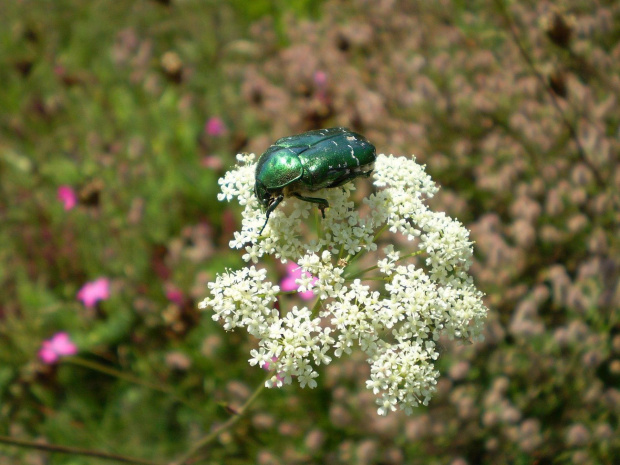 3. Kruszczyca złotawka - Cetonia aurata . Data : 05.08.2007. Miejsce : w miejscu nieczynnych , rozebranych torów kolejowych . Miejscowość : Piaski Wielkopolskie .