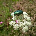 3. Kruszczyca złotawka - Cetonia aurata . Data : 05.08.2007. Miejsce : w miejscu nieczynnych , rozebranych torów kolejowych . Miejscowość : Piaski Wielkopolskie .