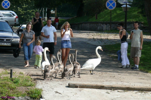 Wierzba - oczekiwanie na prom Bełdany #PetlaWokółJezioraŚniardwy #Mazury #Remes