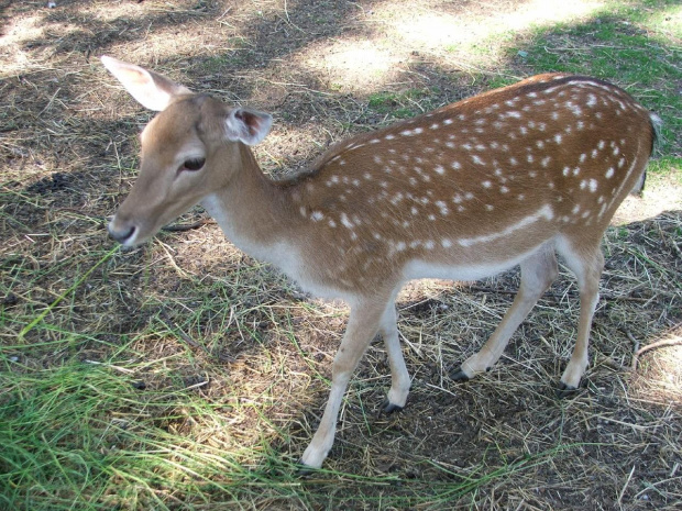 Dalsza część zdjątek z Zoo