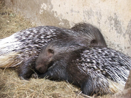 Dalsza część zdjątek z Zoo