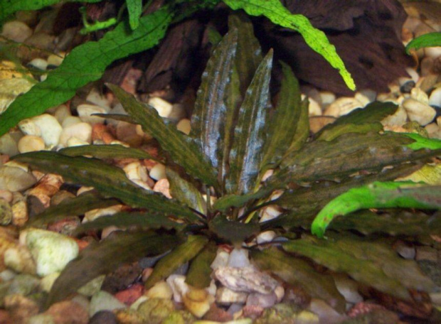 cryptocoryne rubella