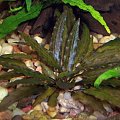 cryptocoryne rubella