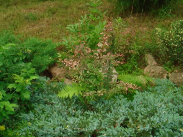 Głęboczek-Podlasie