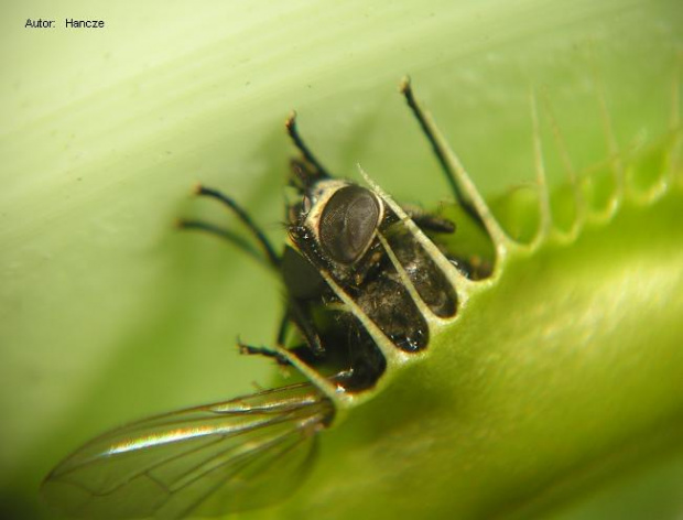 Muchołówka amerykańska