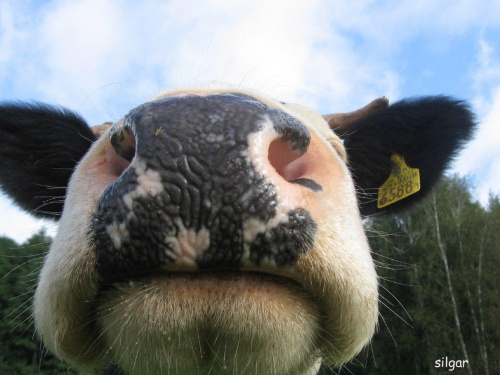 Świat wesołych krów #krowa #krowy #zwierzęta #ciekawe #śmieszne