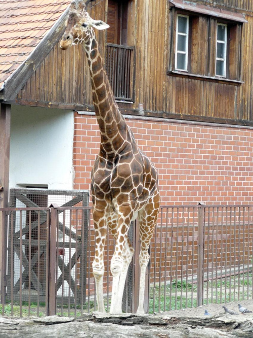 #żyrafa #zwierzęta #zoo
