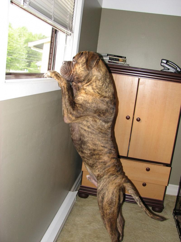 Brutus (2,5) pies kolegi Steven'a z Kanady #bullmastiff