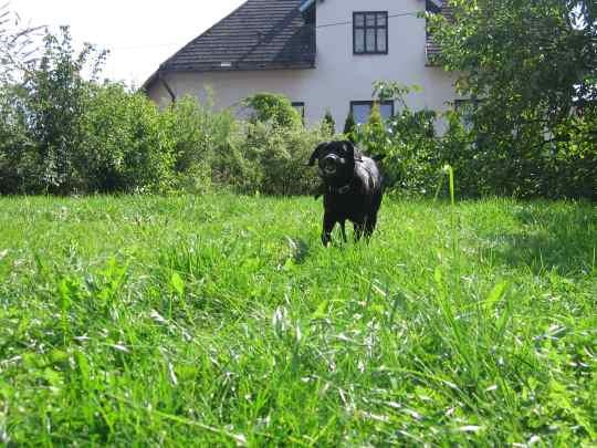 Ostatni dzień wakacji #LabradorPiesMarley