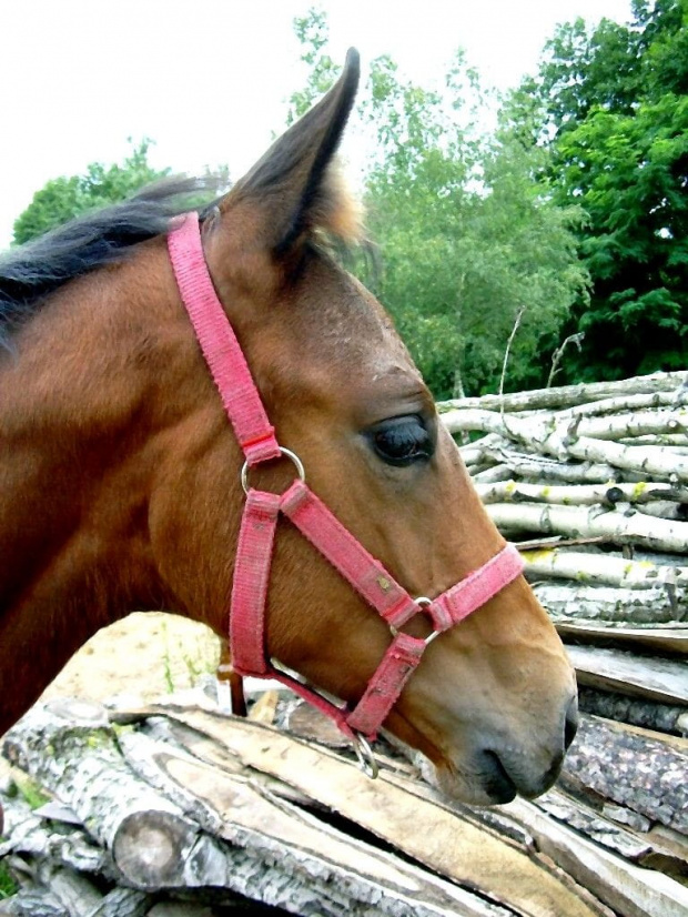 portecik :) #koń #konie #źrebak #źrebię #Karmi