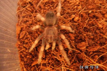 Brachypelma smithi L7 #pajęczaki #brachypelma #smithi #ptasznik