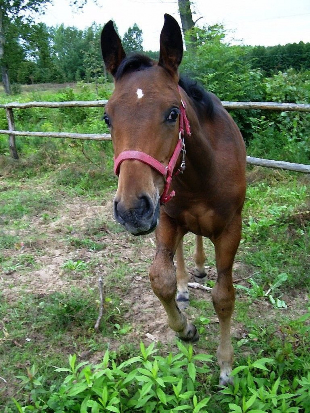pozowanie :) #koń #konie #źrebak #źrebię #Karmi
