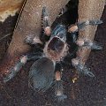 Smithi L7