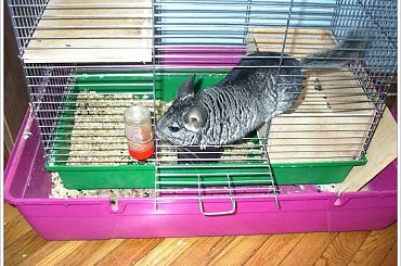 Agresja....ale czy taka agresywna..dla obcych może..już ma prawie 5 lat #Szynszyla