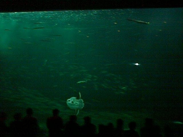 Miasto HIRTSHALS w Danii - oceanarium