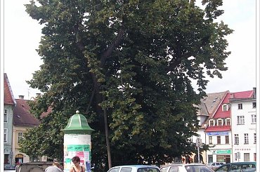 Rynek i lipa która ma 420 lat #GłuchołazyIOkolice