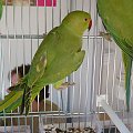 papugi zielone