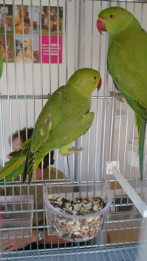 papugi zielone