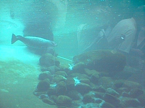 Miasto HIRTSHALS w Danii - oceanarium