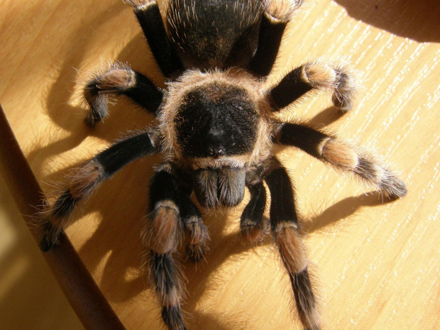 B.Smithi L11
Samiec na 70%