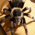 B.Smithi L11
Samiec na 70%