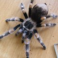 B.Smithi L10
Samica