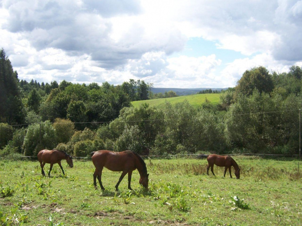 Pasące się konie. #konie #Dubiecko #łąki