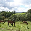 Pasące się konie. #konie #Dubiecko #łąki