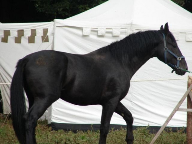 #Pęzino #TruniejRycerski #koń #konie