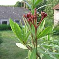 Oleander, okaz pięcioletni, można z niego kilka sadzonek uciąć.Właśnie ma zamiar zakwitnąć. #Oleander #kwiat #roślina #doniczka