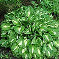 hosta