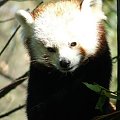 Panda Czerwona
