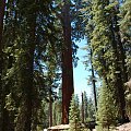 Generał Sherman - największe drzewo na Ziemi, King Canyon & Grand Sequoia NP - Kalifornia #usa #wycieczka