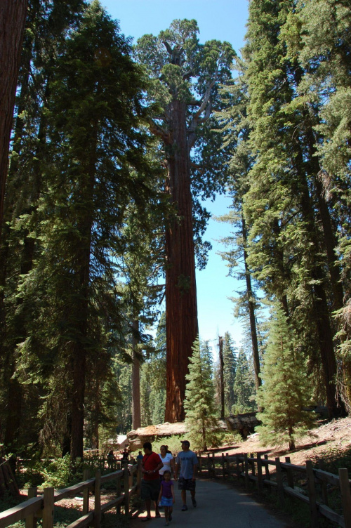 Generał Sherman - największe drzewo na Ziemi, King Canyon & Grand Sequoia NP - Kalifornia #usa #wycieczka