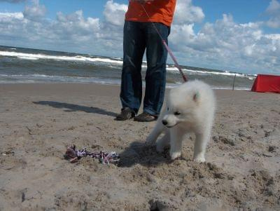 Maxina #pies #samojed