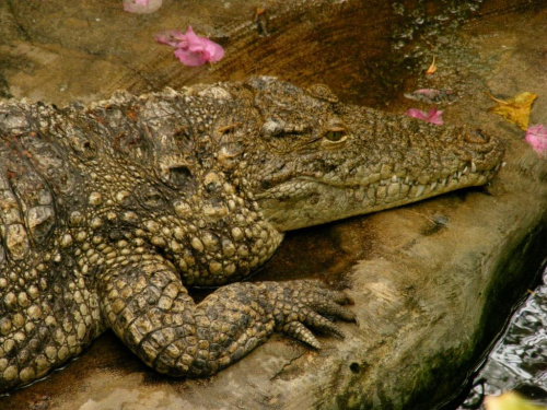 krokodyle sa takie fajne :)