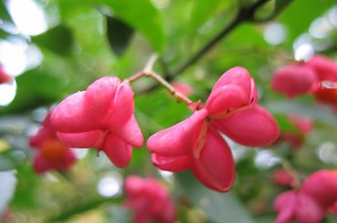 Koluszki, Lisowice, jesień, przyroda, grzyby, kwiaty #Koluszki #Lisowice #jesień #przyroda #grzyby #kwiaty