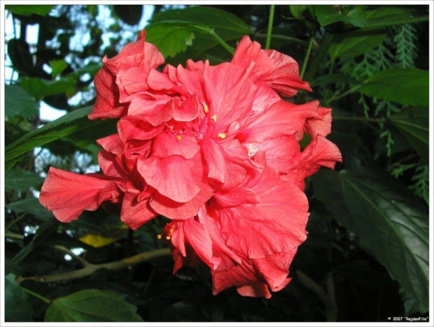 Hibiscus