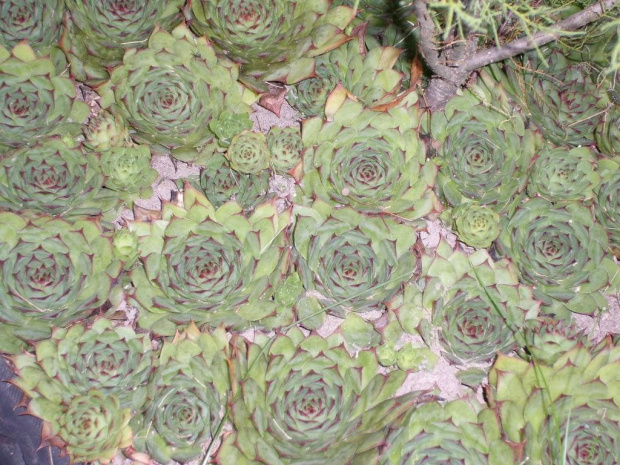 Kaktus #kaktus #kaktusy #rośliny